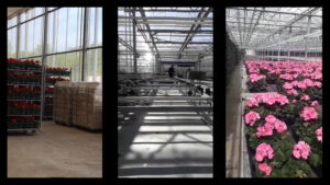 LasFlores-still-3_Goya-Wilke - Gisela Chicolino