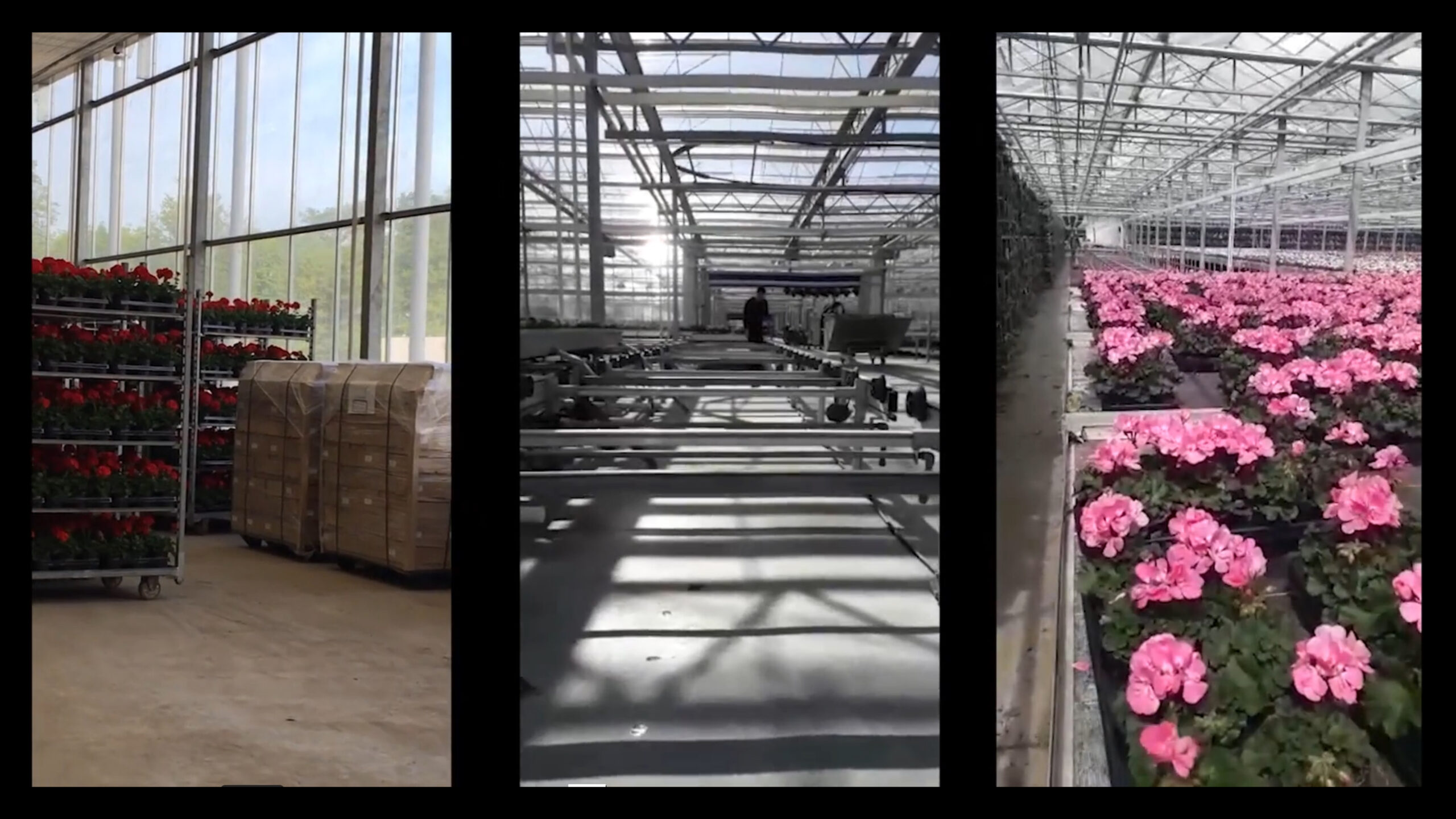 LasFlores-still-3_Goya-Wilke - Gisela Chicolino