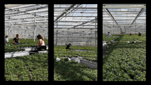 lasFlores-still4_Wilke.Goya - Gisela Chicolino