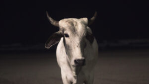 Boi de Conchas_Still 4 - morethan films